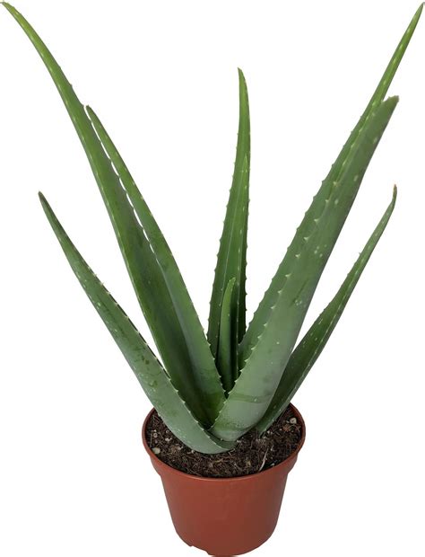 Aloe Vera Aloes Zwyczajny Leczniczy Ywa Ro Lina Ceny I Opinie Ceneo Pl