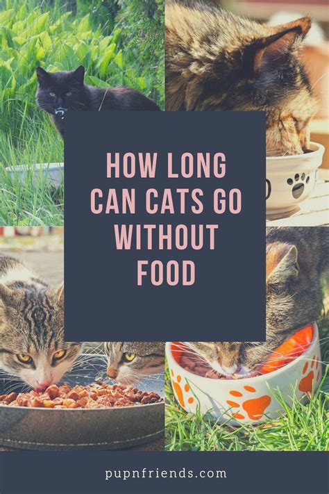 How Long Can Cats Go Without Food Cat Feeding Feeding Kittens Cat