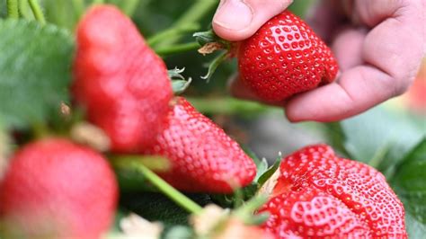 Wo Man In Salzgitter Frische Erdbeeren Selbst Pfl Cken Kann