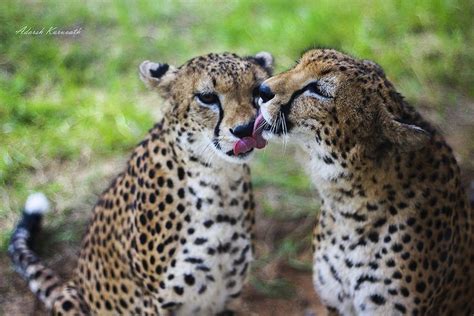 Two Cheetah Sitting Next To Each Other With Their Mouths Open In Front