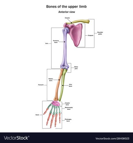 Anatomy Mid Term Exam Flashcards Quizlet