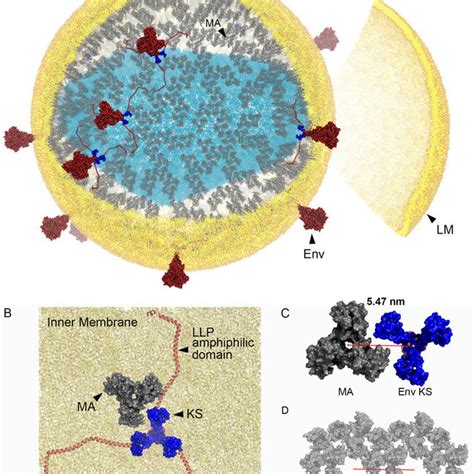 Hiv Model Including The Ma Shell Env Glycoproteins And A Lipid