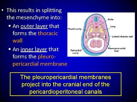 Body Cavities Primitive Mesenteries Diaphragm Dr Zeenat Zaidi