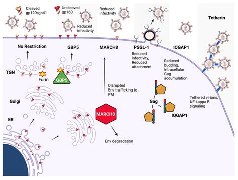 Viruses Free Full Text Advances In Hiv Assembly