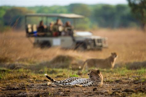 Seeing Spots Finding Cheetah