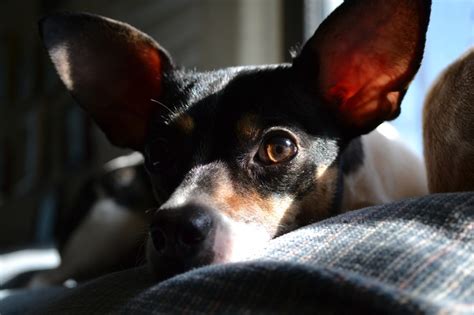 My Rat Terrier Chihuahua Mix