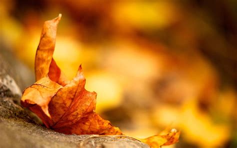 Autumn Leaves Macro Dry Fallen Hd Wallpaper Pxfuel