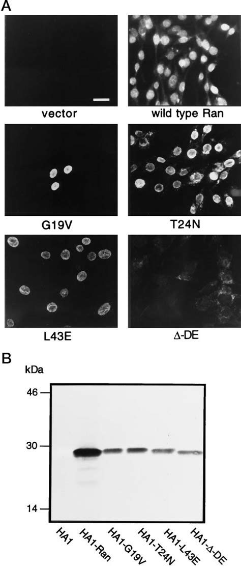 In Vitro Import Of HA1 Ran And HA1 Ran Mutants Into BHK21 Cell Nuclei