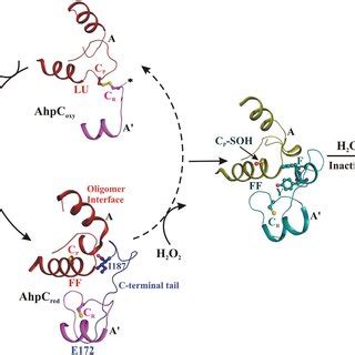 The Catalytic Cycle Of 2 Cys Prxs The Basic Functional Dimeric Unit Of