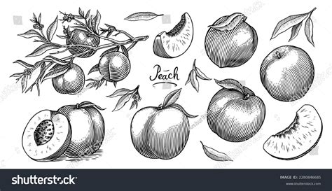 32 255 Hand Drawn Peaches Background Images Stock Photos Vectors