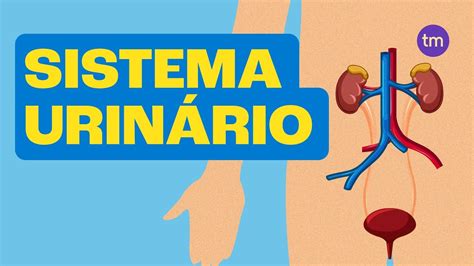 SISTEMA URINÁRIO e Suas Funções YouTube