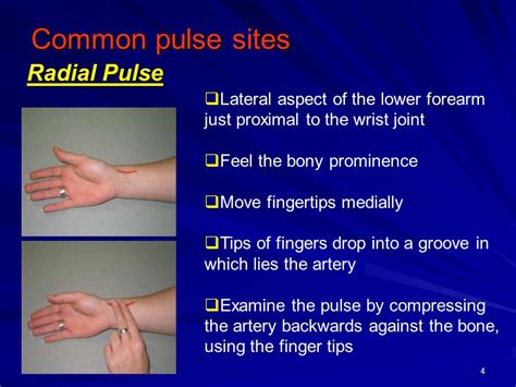 Palpate Brachial Pulse