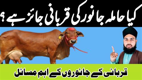 Kay Hamla Janwar Ki Qurbani Jaiz He Hamela Pregnant Janwar Ki Qurbani