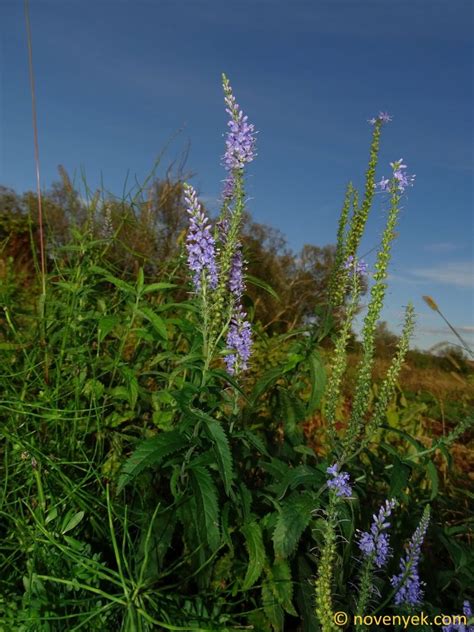 Image Collection Of Wild Vascular Plants Veronica Longifolia