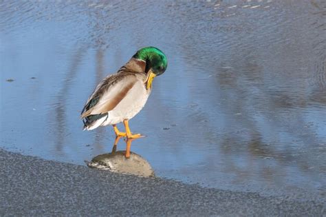 Premium Photo A Duck Walks On A Rock In The Water