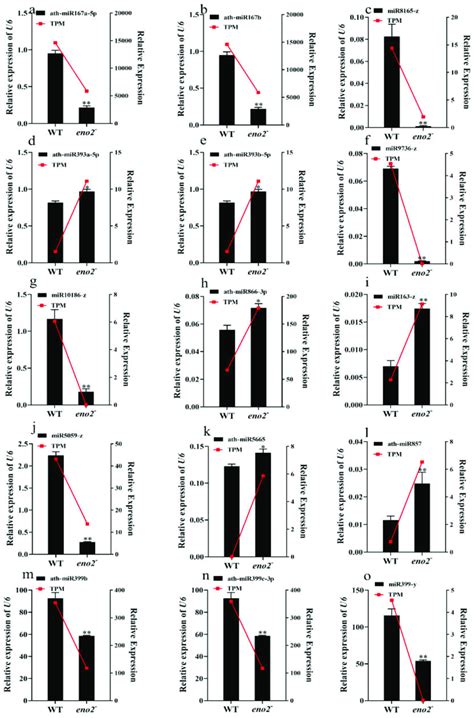 Qrt Pcr Validation Of 15 Mirnas A O Represented Different Mirnas