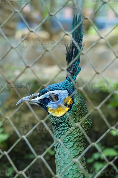 Peacock at the zoo 13248370 Stock Photo at Vecteezy