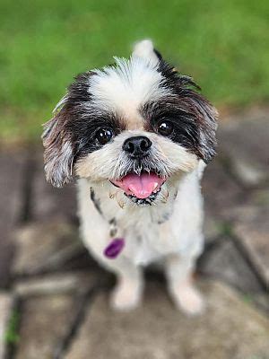 Miami FL Shih Tzu Meet Bandit Trio A Pet For Adoption AdoptaPet