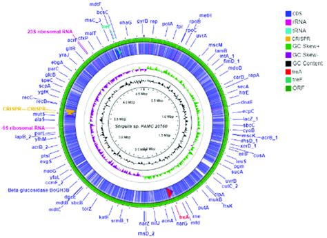 Circular Genome Comparison Using Cgview Server Beta Cgview Ca Download Scientific