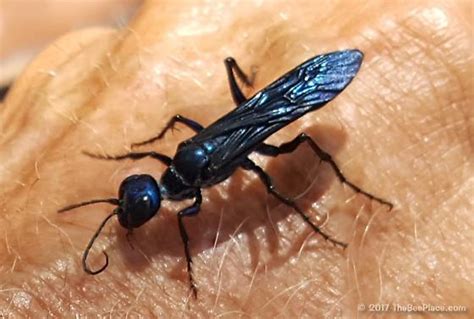 Indigo Blue Wasp Chlorion Bugguidenet