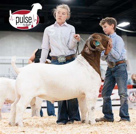 American Boer Goat National Show Junior Fullblood Bucks Division Iii