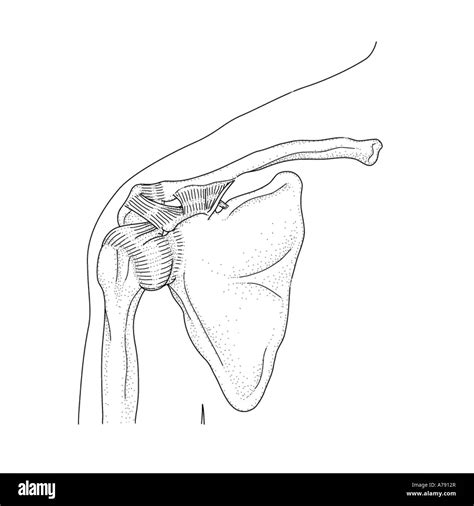 Una Ilustración Que Muestra La Musculatura De La Articulación Del