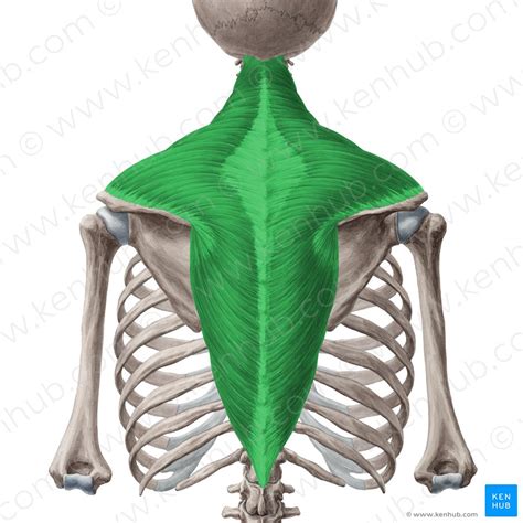 Cervical Spine Anatomy Ligaments Nerves And Injury Kenhub