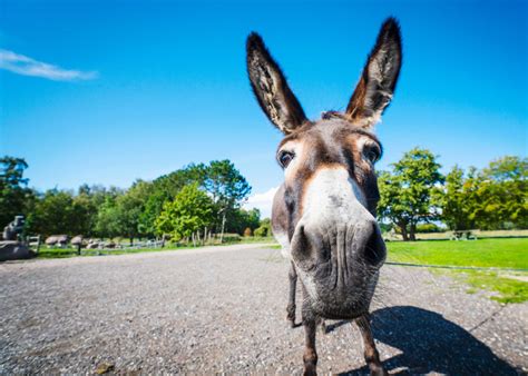 Looking For Donkey Facts Here Are 43 Interesting Facts About Donkeys