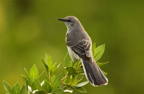 Free Images Nature Branch Wing Wildlife Beak Sitting America