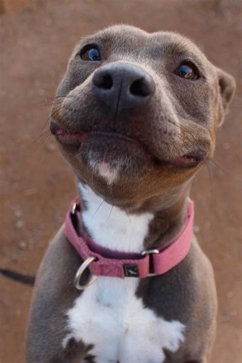 19 Smiling Pit Bulls Who Are Really, Really, Really Happy