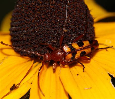 Flower Longhorn Strangalia Sexnotata Bugguide Net