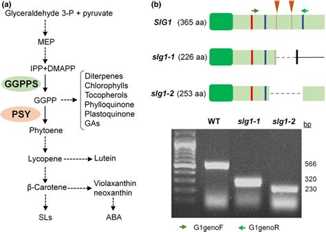 Carotenoid Pathway And Tomato Mutants A Carotenoid Biosynthesis