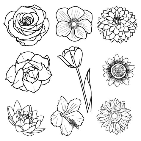 Dibujo De Flores De Flor Vector Premium