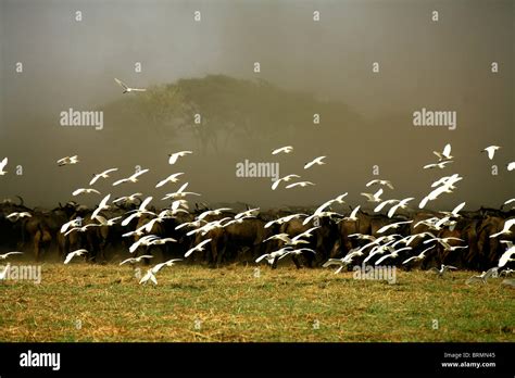 Flock Of Cattle Egrets In Flight Over A Herd Of Buffalo On A Misty