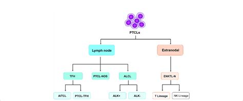 The Classification Of Peripheral T Cell Lymphomas Follows The World Download Scientific Diagram