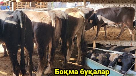 Суяги бузуқ боқма буқалар Боқишга тайёрлари келди - YouTube