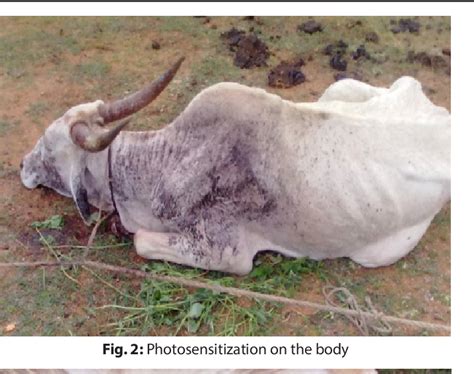 Figure 2 From Lantana Toxicity In Grazing Cattle Semantic Scholar