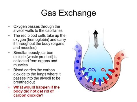 Diagram Of Gaseous Exchange