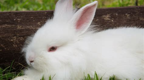 Chinese New Year Year Of The Rabbit Naturalists Guide