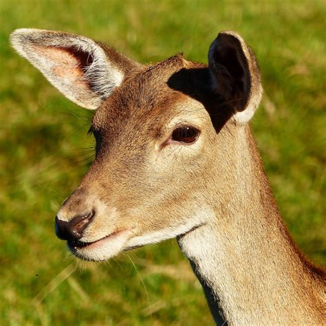 Gambar Alam Margasatwa Muda Binatang Menyusui Fauna Gazelle