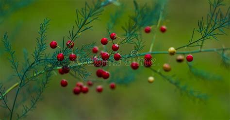 Asparagus With Red Berries Asparagus Densiflorus Stock Image Image