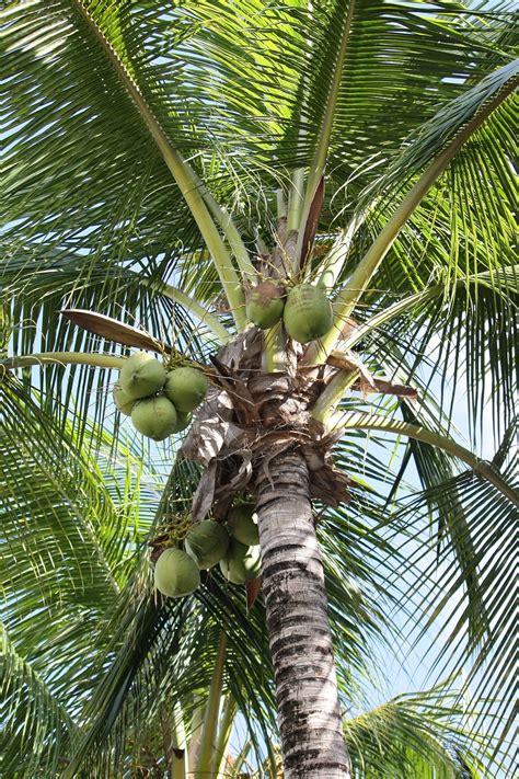 Palm Tree Plant Free Photo On Pixabay Pixabay