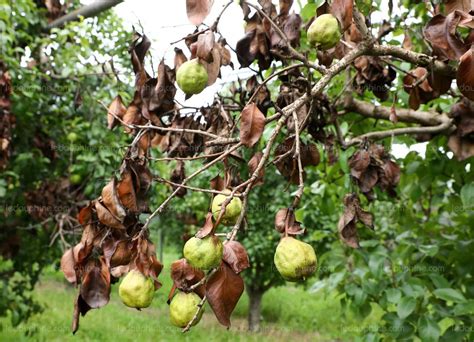 Le Feu Bacterien Agriculture Du Maghreb