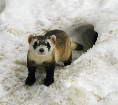 Ferret | The Life of Animals