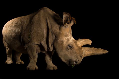 Northern White Rhino 2024 Viva Marylou