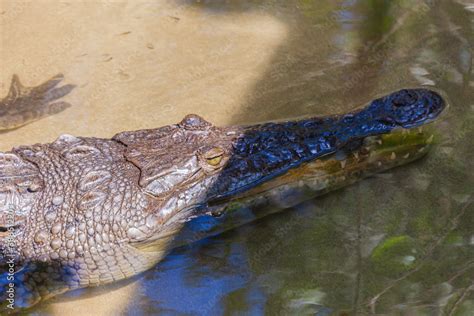 Dangerous salt water crocodile of Costa Rica Stock Photo | Adobe Stock