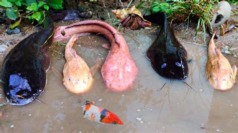 Seru Menangkap Ikan Lele Raksasa Ikan Sapu Sapu Kelomang Ikan Cupang