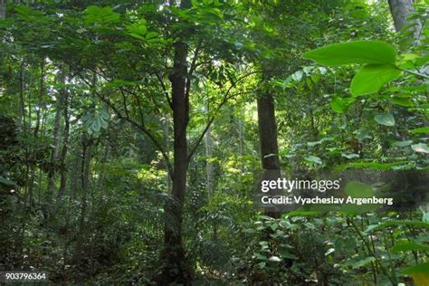 255 Andaman And Nicobar Islands Forest Stock Photos, High-Res Pictures ...