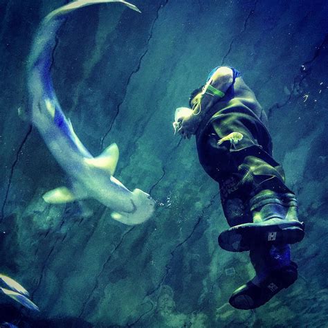 Shark feeding at the Aquarium. | Smithsonian Photo Contest ...