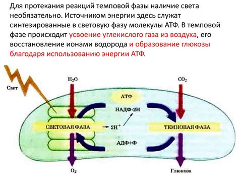 Биосинтез углеводов — фотосинтез - презентация онлайн